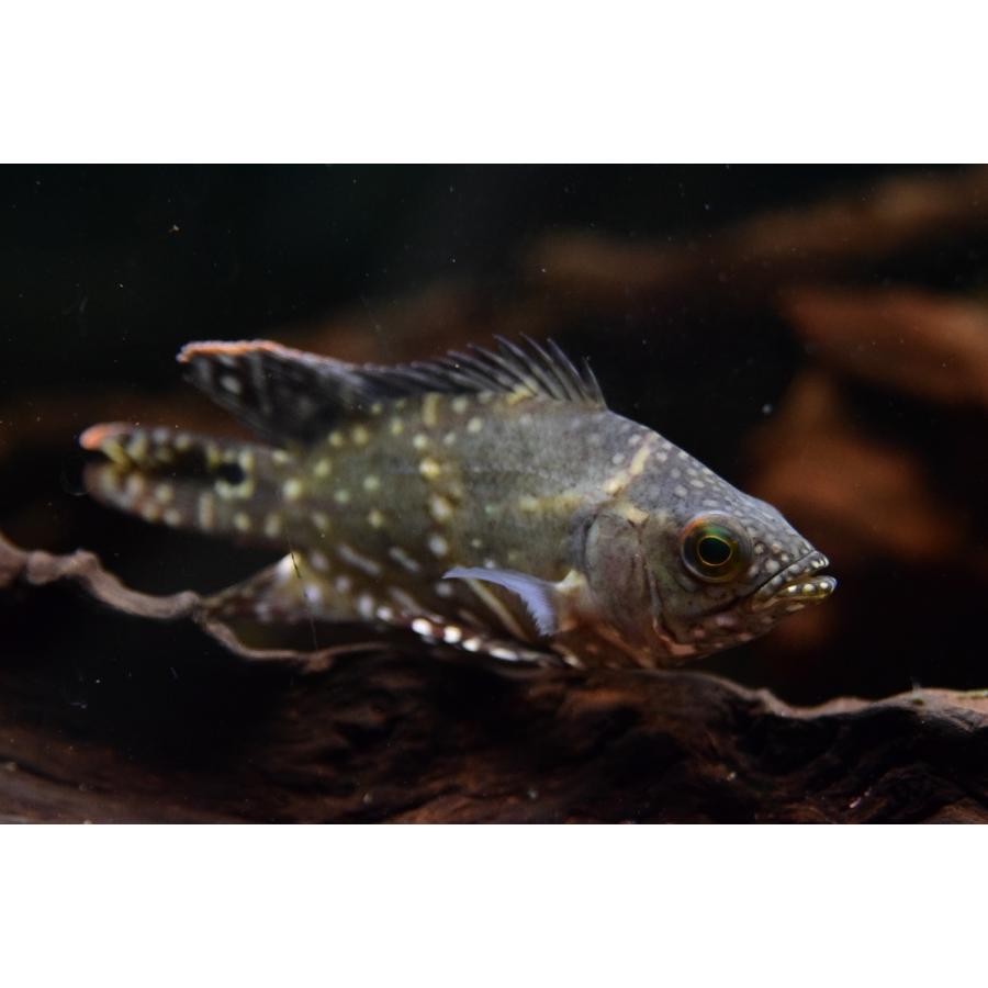 オスカー 熱帯魚 古代魚水槽フルセット