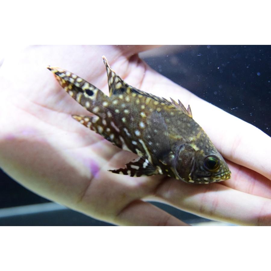 レッドベリーオスカー デメンディス