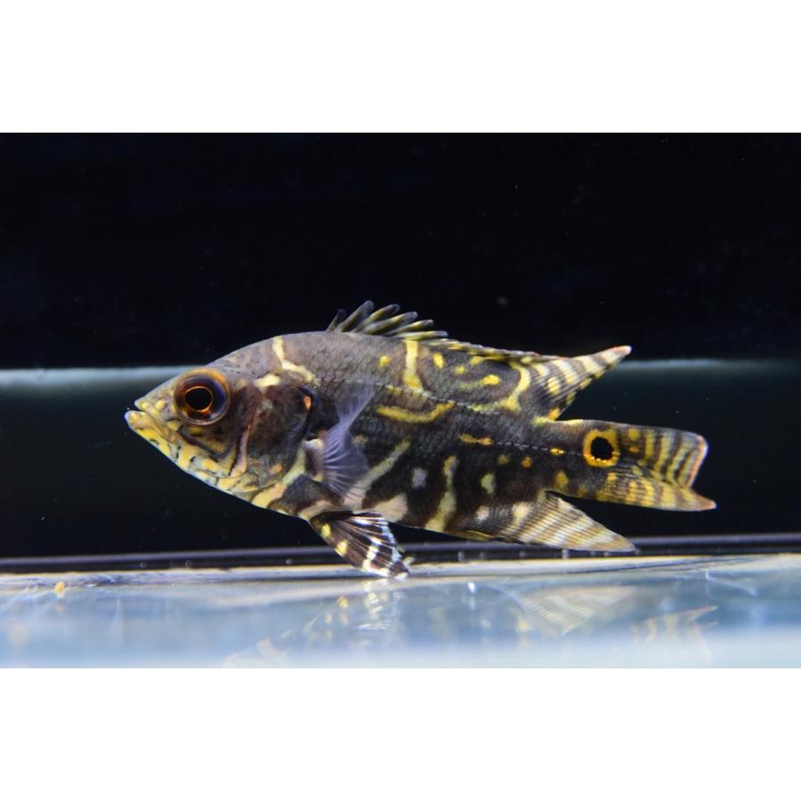 半額品 ワイルドオスカー アレンカー ラーゴ グランデ 7 8cm Sacichlid212 World Rivers Net 通販 Yahoo ショッピング 無料長期保証 Www Cepici Gouv Ci