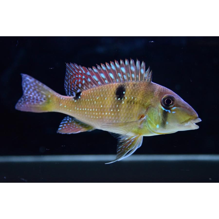 ゲオファーガス・ハレリ　”マロニーリバー”　11-12cm