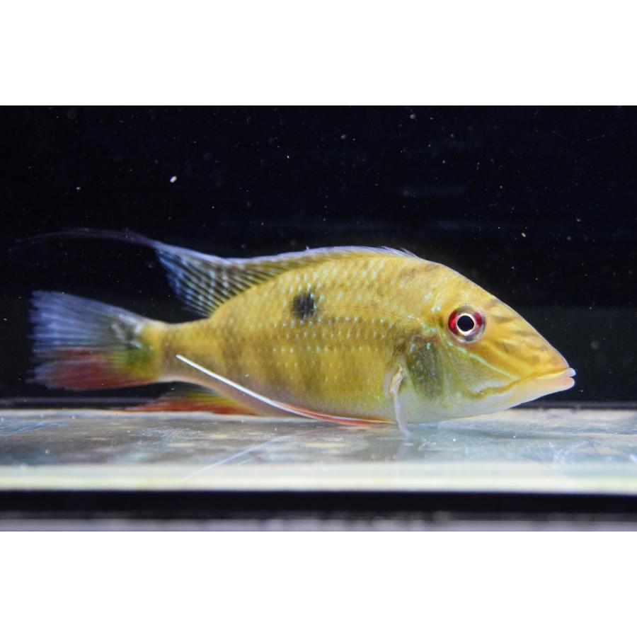 サタノペルカ・リリス　”ラーゴ マリパウア”　14cm