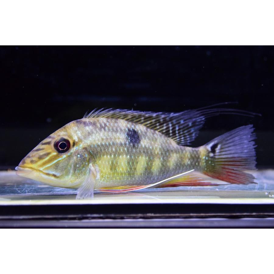 ★動作確認済み サタノペルカ・リリス　”ラーゴ マリパウア”　14cm 【M2114583514】(13500円)