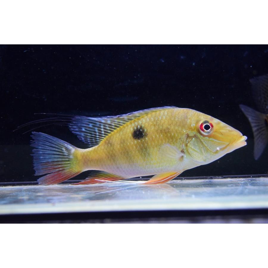 ★動作確認済み サタノペルカ・リリス　”ラーゴ マリパウア”　14cm 【M2114583514】(13500円)