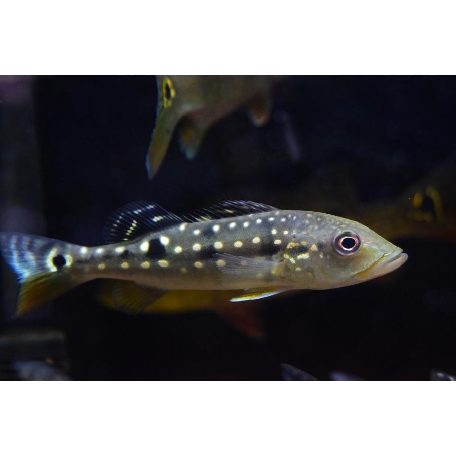 キクラ3匹セット お買い得 熱帯魚