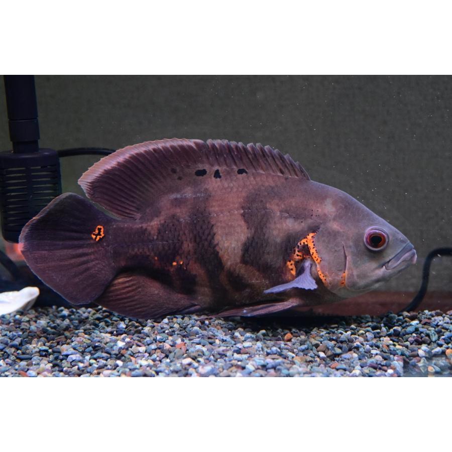 ワイルドオスカー カノアス 26m Sacichlid244 World Rivers Net 通販 Yahoo ショッピング