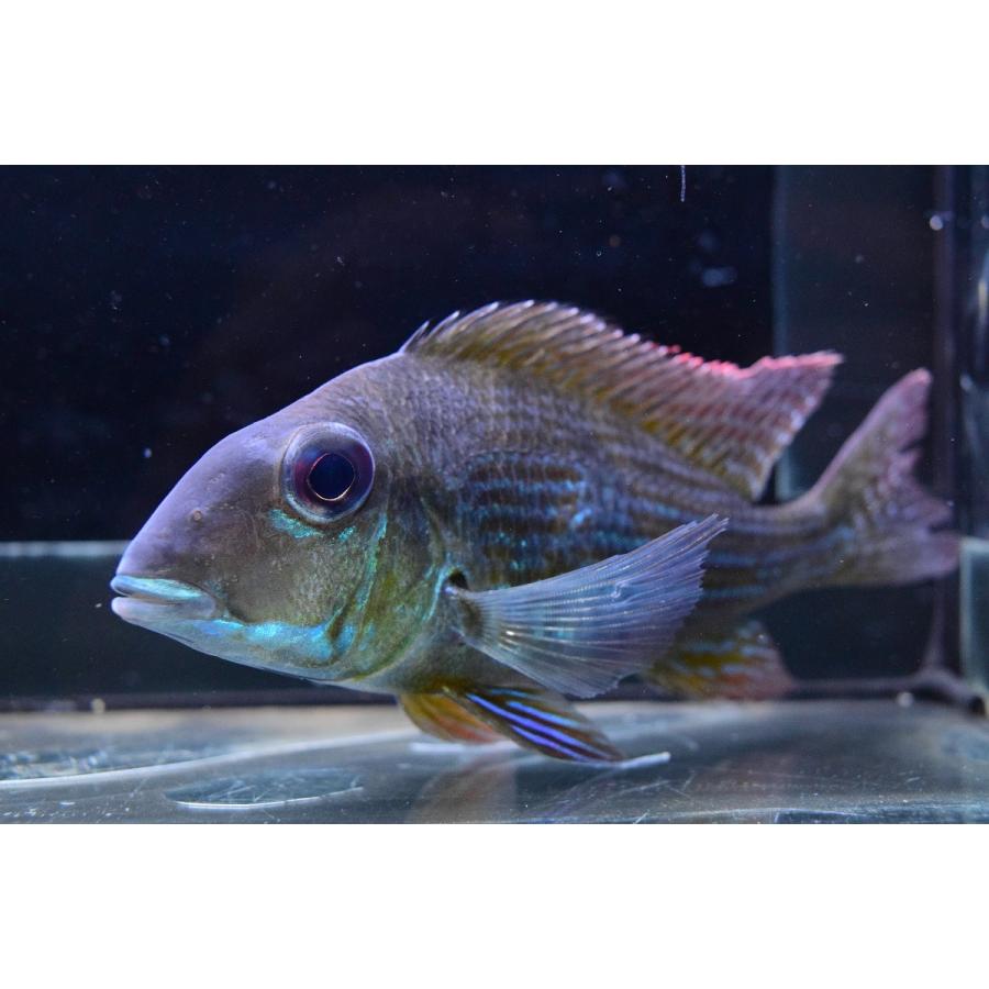 ゲオファーガス スリナメンシス レイクブロコポンド 13 14cm Sacichlid28 World Rivers Net 通販 Yahoo ショッピング