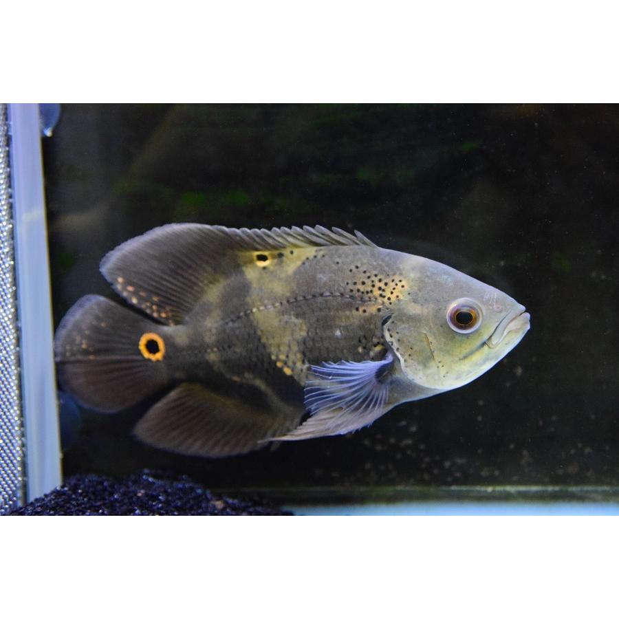 ワイルドオスカー　”アクレ”　17-18cm　No.1