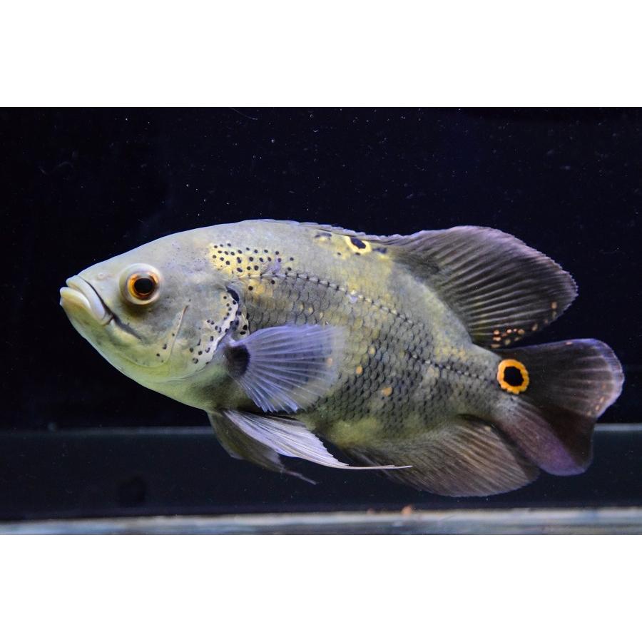 ワイルドオスカー　”アクレ”　17-18cm　No.1 