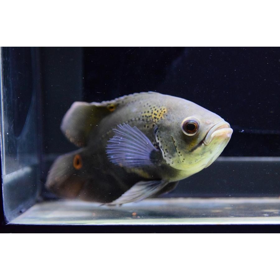 ワイルドオスカー　”アクレ”　17-18cm　No.1 