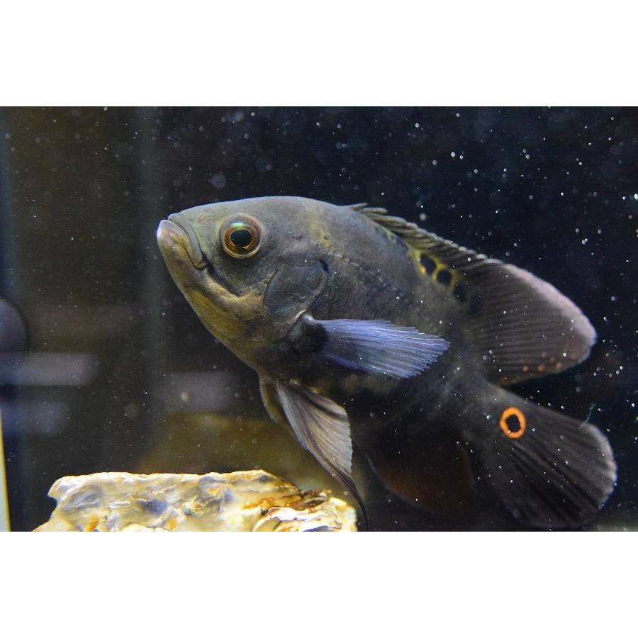 ワイルドオスカー　”アクレ”　15-16cm　No.3 