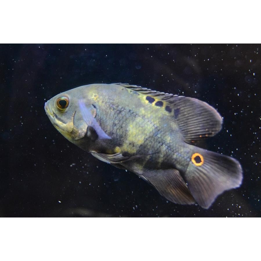 ワイルドオスカー　”アクレ”　15-16cm　No.3 