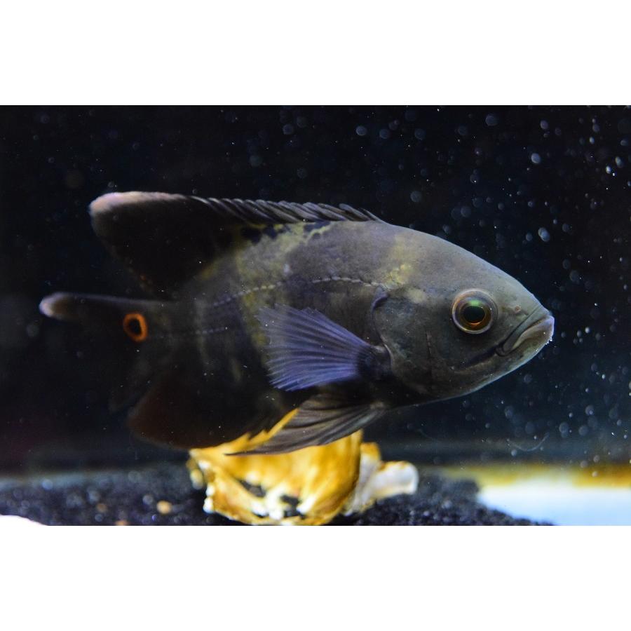 ワイルドオスカー アクレ州