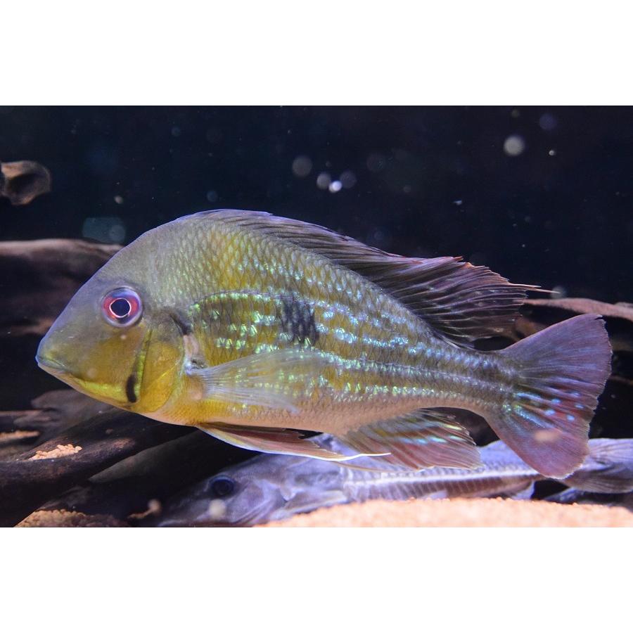 ゲオファーガス・ワインミレリー ”イニリダ” 19cm 熱帯魚