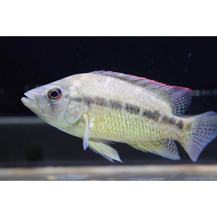サウスアメリカンシクリッド コロンビア 10 11cm Sacichlid346 World Rivers Net 通販 Yahoo ショッピング