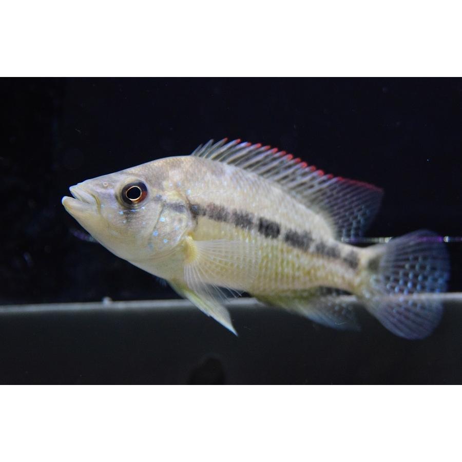 サウスアメリカンシクリッド コロンビア 10 11cm Sacichlid346 World Rivers Net 通販 Yahoo ショッピング
