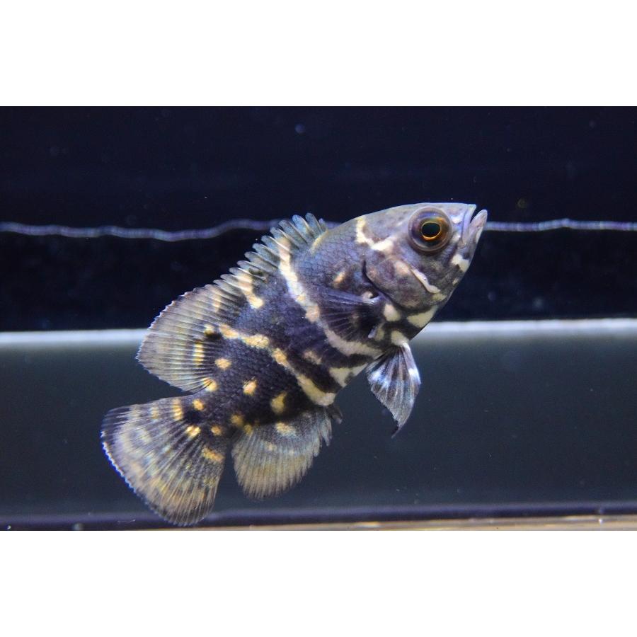 割引購入 ワイルドオスカー アラグアイア 5 7cm Sarozambia Com