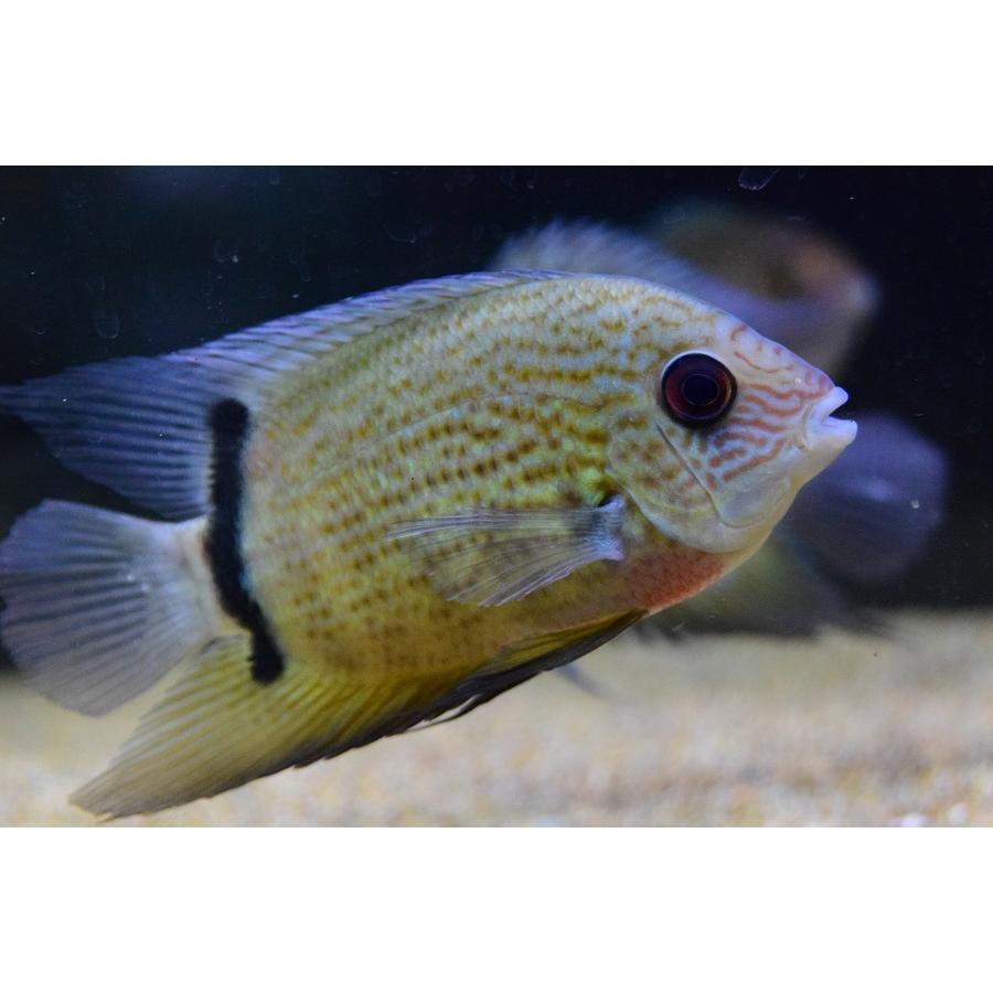 【売約済】レッドスポットターコイズブルーセベラム　”ブラジル/バルセロス”　14-15cm　No.2