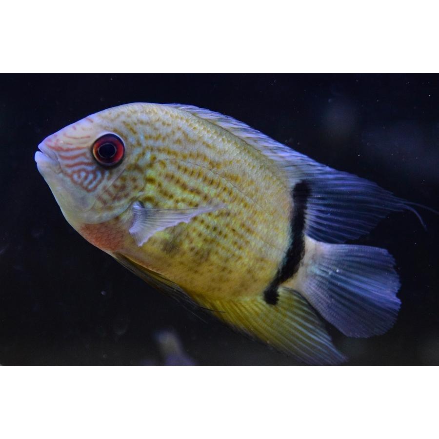 【売約済】レッドスポットターコイズブルーセベラム　”ブラジル/バルセロス”　14-15cm　No.2 