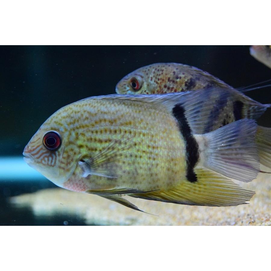 【売約済】レッドスポットターコイズブルーセベラム　”ブラジル/バルセロス”　14-15cm　No.2 