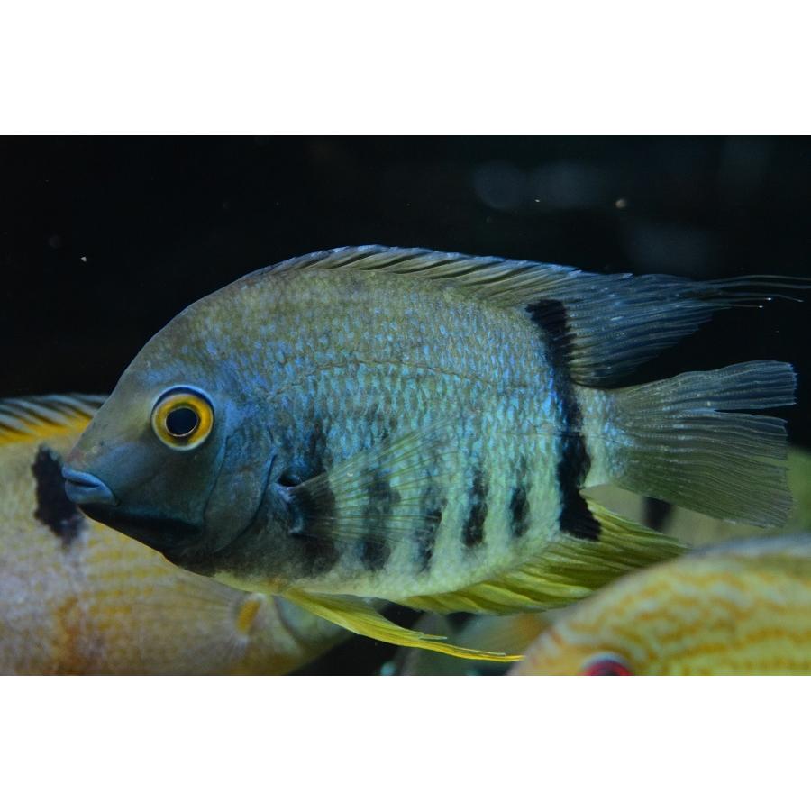 【新品 送料込み】 ターコイズブルーセベラム　”ブラジル/カスターニャ湖”　17cm程　No.1 【2192895813】(14000円)