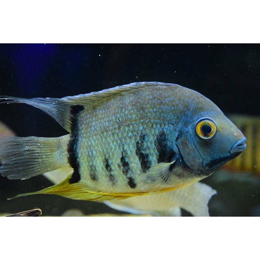 【新品 送料込み】 ターコイズブルーセベラム　”ブラジル/カスターニャ湖”　17cm程　No.1 【2192895813】(14000円)