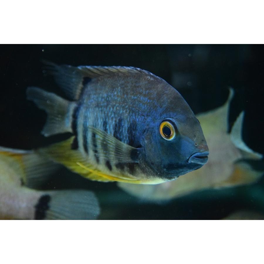 【新品 送料込み】 ターコイズブルーセベラム　”ブラジル/カスターニャ湖”　17cm程　No.1 【2192895813】(14000円)