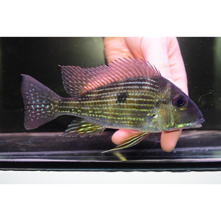 ゲオファーガス・ブラキブランクス　”スリナム・ニッケリー”　14cm