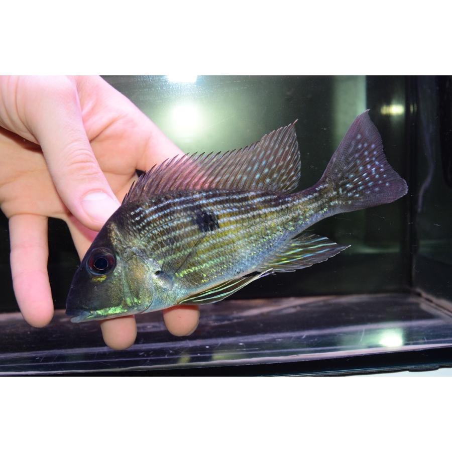 ゲオファーガス・ブラキブランクス　”スリナム・ニッケリー”　14cm 