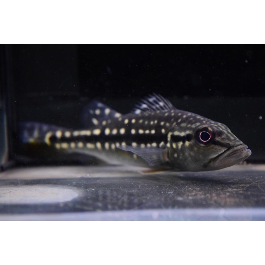 キクラ・ピニマ　”ブラジル・バイア州”　19-20cm