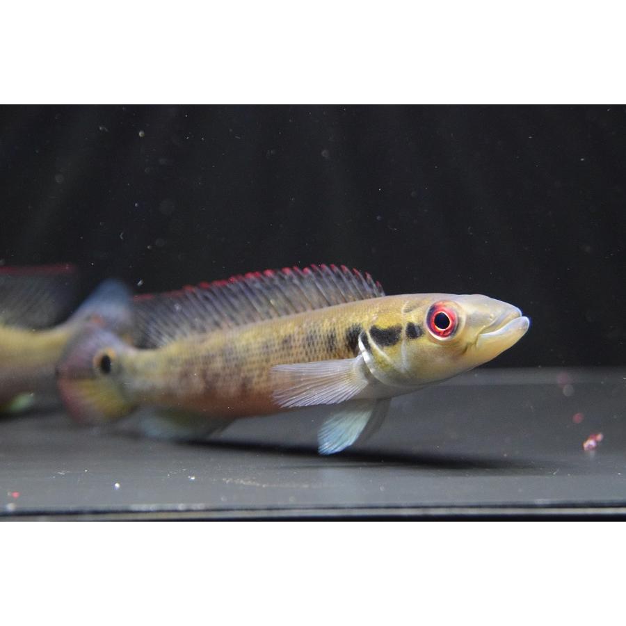 クレニキクラcf.ストッキー　”ブラジル/タパジョス川”　11-12cm 