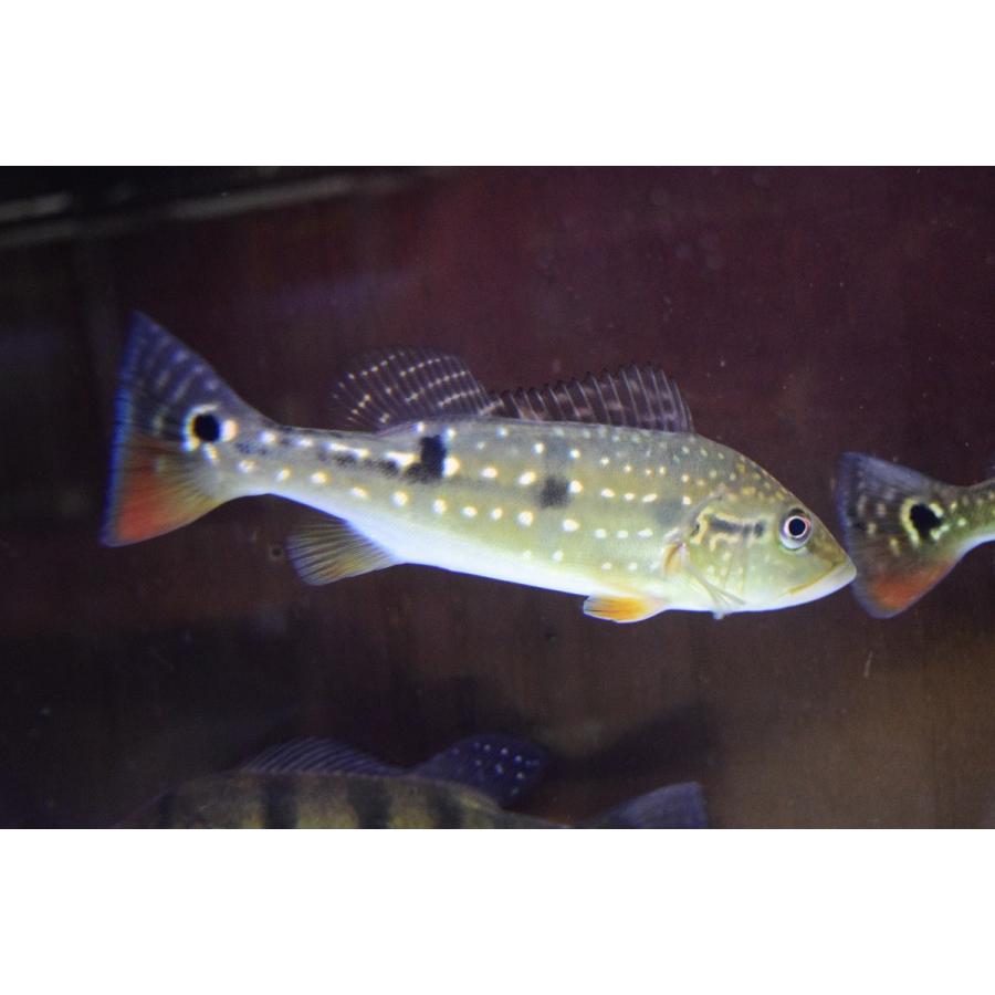 [大特価] キクラ・ピニマ　”ブラジル・バイア州”　19-20cm 【G1785641402】(11400円)