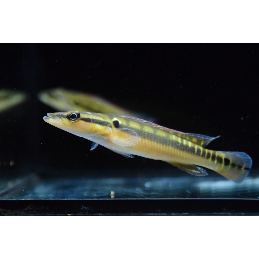 クレニキクラ・ゼブリナ　”コロンビア”　9-11cm 