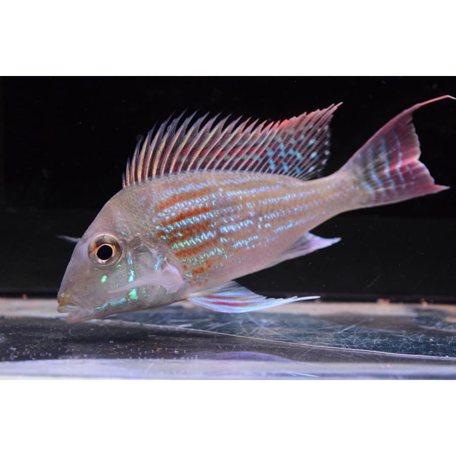 ゲオファーガス スベニ パラナ川 12cm B個体 Sacichlid68 World Rivers Net 通販 Yahoo ショッピング