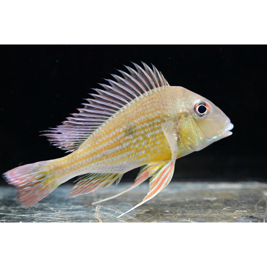 ゲオファーガス・アバリオス ”コロンビア” 13cm : WORLD RIVERS