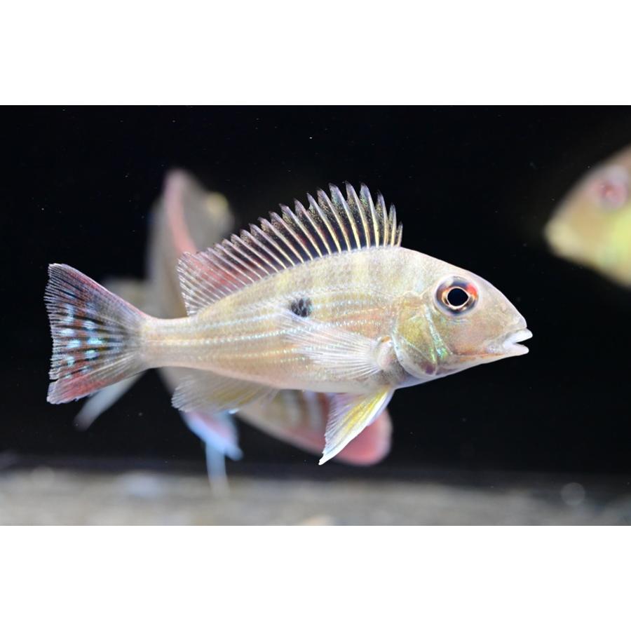 オラビリスアゲハ（1オス、コロンビア産） ゲオファーガス・アバリオス ”コロンビア” 7cm程 : WORLD RIVERS