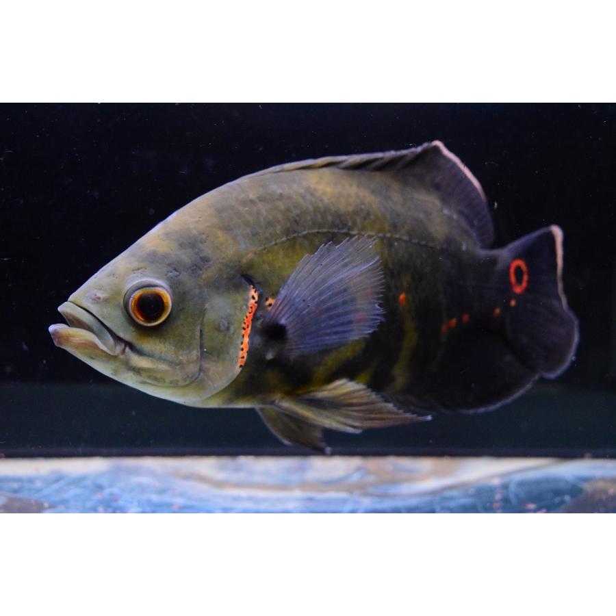 送料関税無料 オスカー cm アレンカー ワイルドオスカー 観賞魚生体 Oyostate Gov Ng