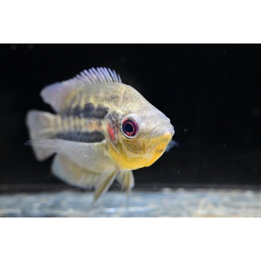 【ペア】カエトブランコプシスcf.オルビクラリス ”ブラジル/ジュルエナ川” ♂12-13cm ♀11cmの画像
