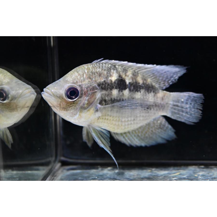 【ペア】カエトブランコプシスcf.オルビクラリス ”ブラジル/ジュルエナ川” ♂12-13cm ♀11cmの画像