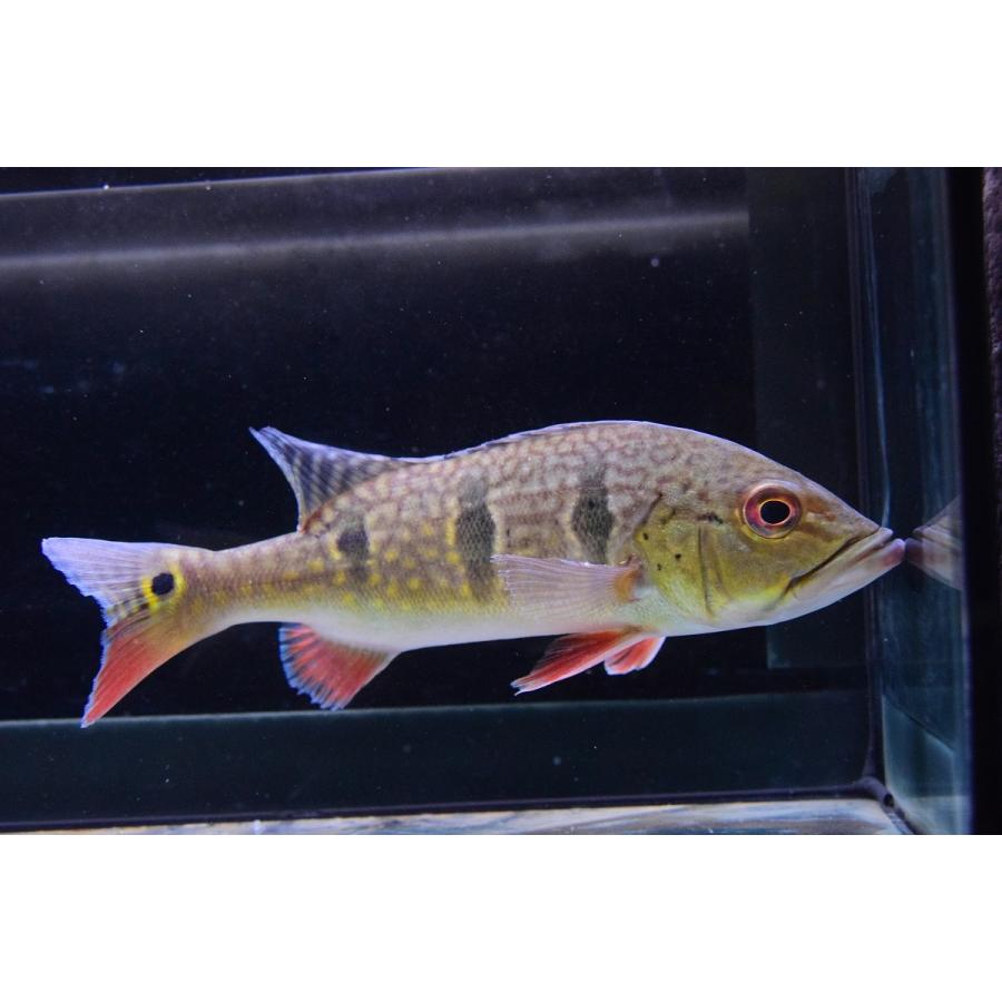 キクラsp.ガイアナ　21cm