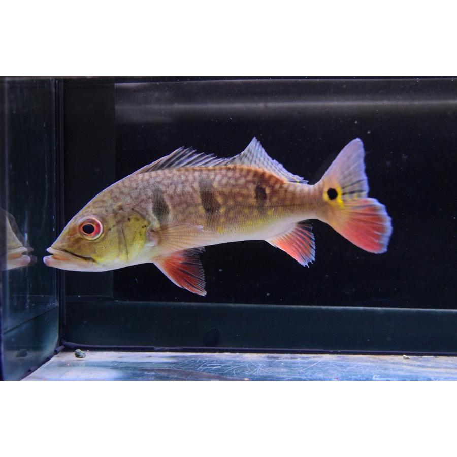 キクラsp.ガイアナ　21cm 