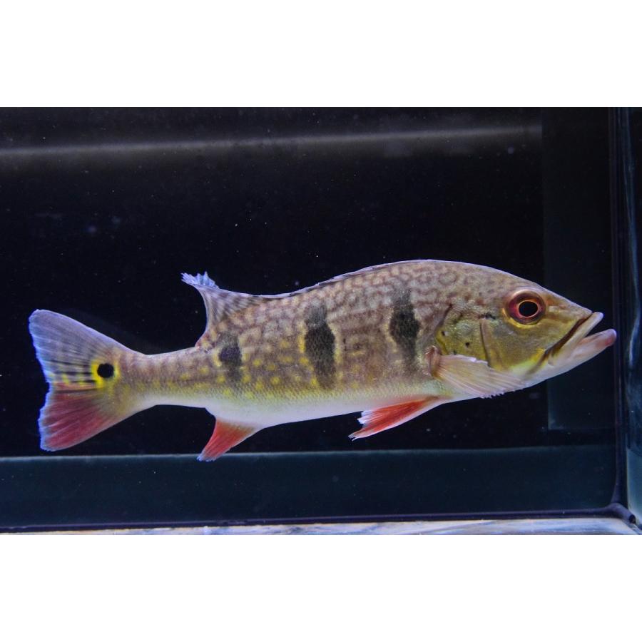 キクラsp.ガイアナ　21cm 