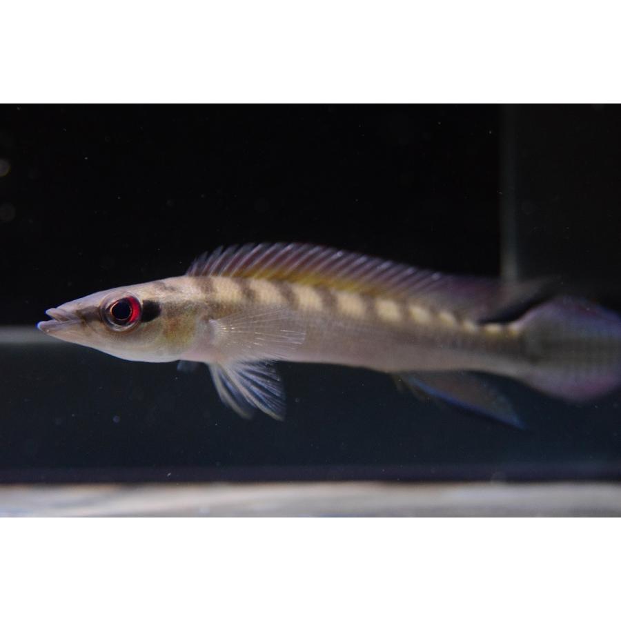 ドワーフパイクシクリッド サンタレン ラーゴ ジュア ペア 10cm 7cm Saciclid112 World Rivers Net 通販 Yahoo ショッピング