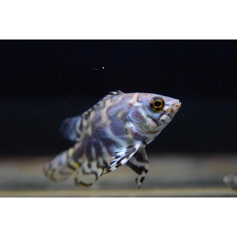 ワイルドオスカー ソリモエス川アマナ 5cm Saciclid99 World Rivers Net 通販 Yahoo ショッピング