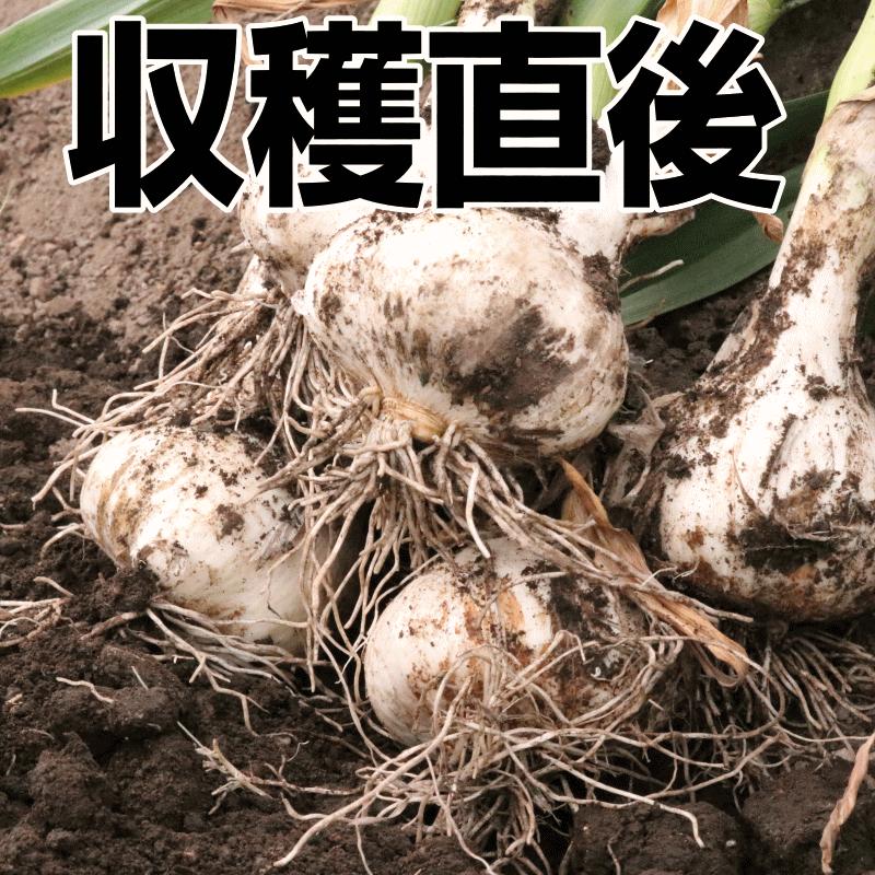 にんにく 青森 バラ 500g 福地ホワイト六片種 送料無料 小傷 訳 にんにく 青森 バラ 500g 福地ホワイト六片種 送料無料 小傷 訳