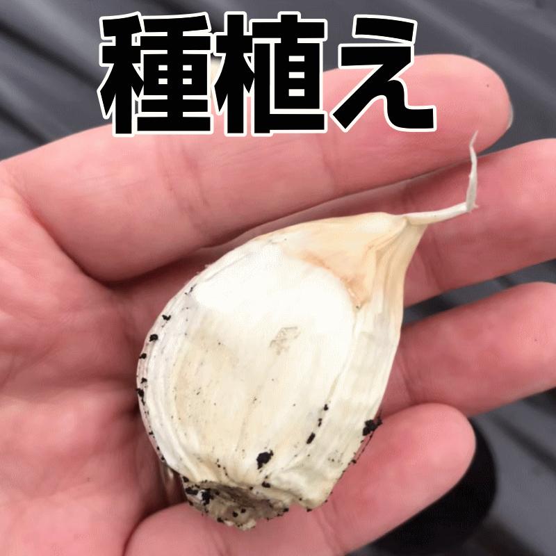 にんにく 青森産 福地ホワイト六片種 バラ 500ｇ 送料無料 訳あり 青森にんにく お料理に 大小混合 ブランド品種 b01｜world-wand｜12