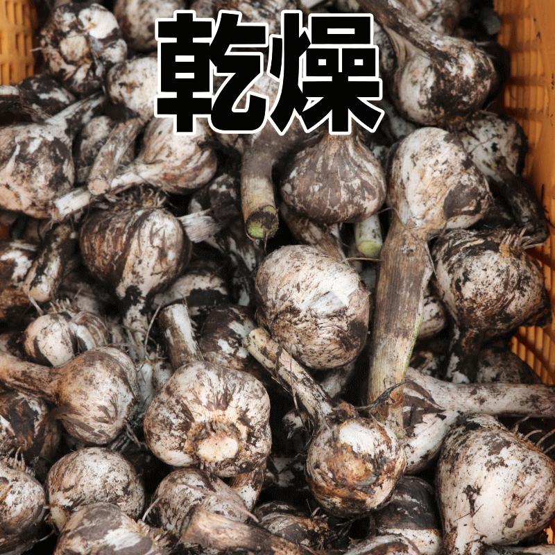 にんにく 青森 バラ 400g 福地ホワイト六片種 送料無料 訳あり 小傷 