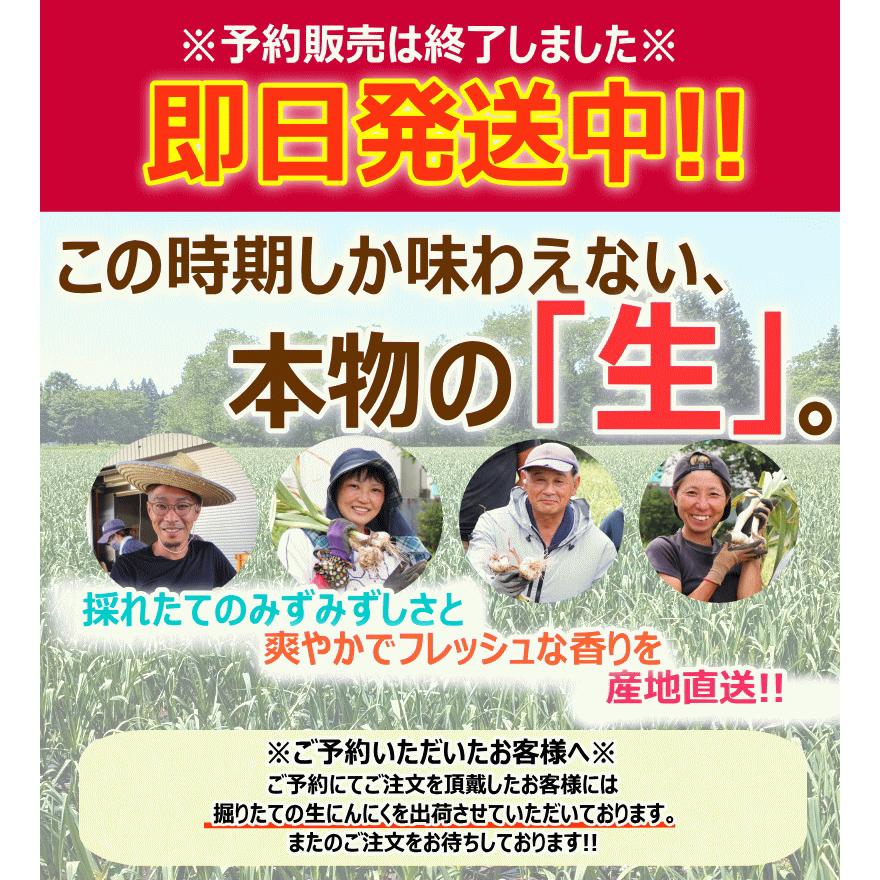 即日出荷】にんにく 青森 1kg 幻の生にんにく Mサイズ以上大玉混合 約