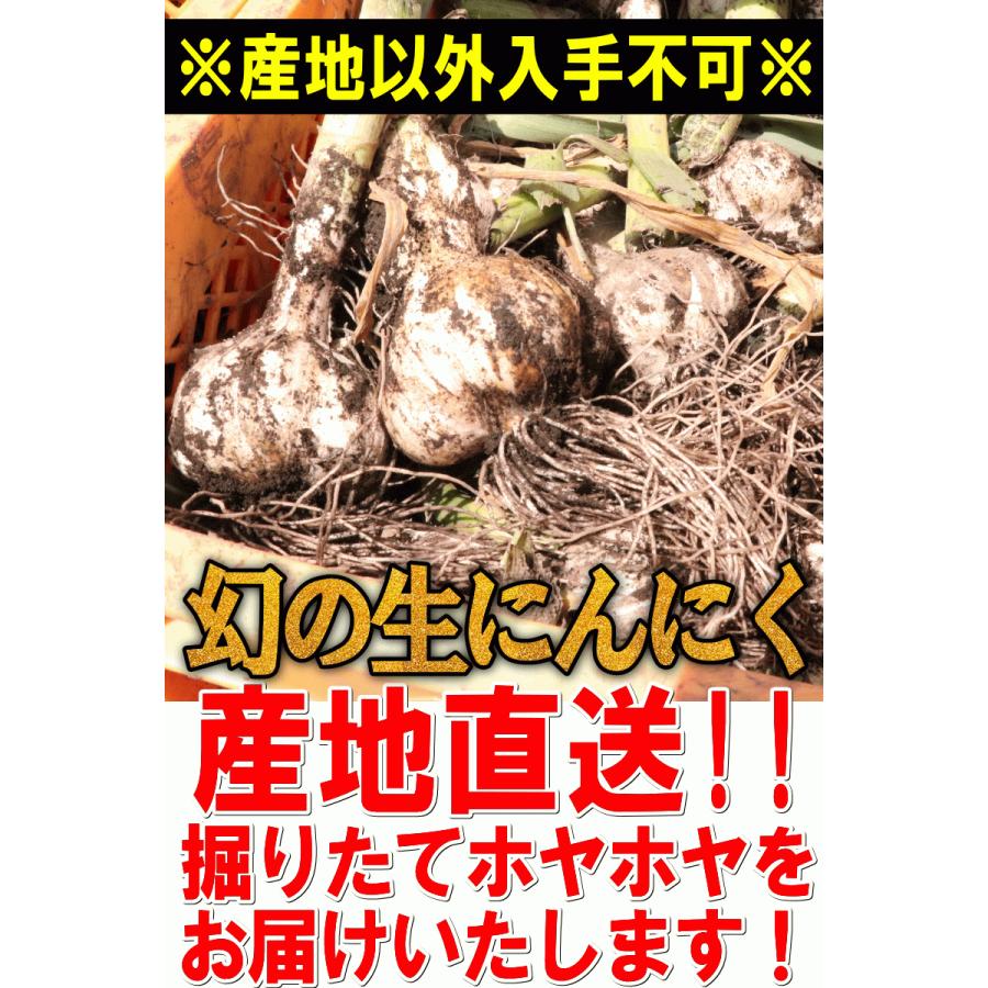 【予約】 生にんにく 青森 1kg 新物 幻の生にんにく！国産最高級ブランドにんにく Mサイズ以上大玉混合｜world-wand｜17