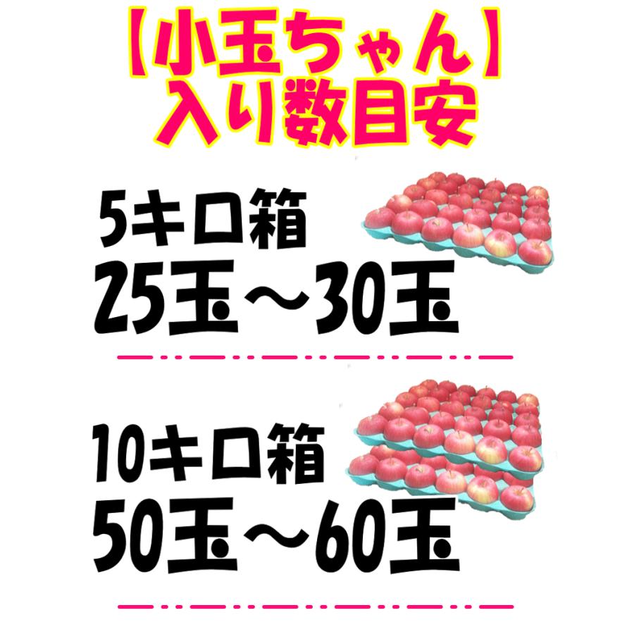 青森 りんご 10kg箱 サンふじ始め選べる品種 訳あり/家庭用 小玉ちゃん