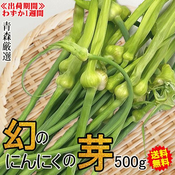 クーポンで1680円！青森県産 にんにくの芽 500g 1kg 幻のにんにくの芽 予約 国産青森『厳選』ニンニクの芽 中国産と比べて！送料無料（Yahoo!・青森期待の新人商店）